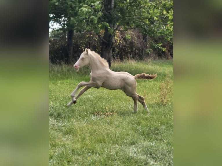 Belgisches Reitpony Hengst  Perlino in Anderlues