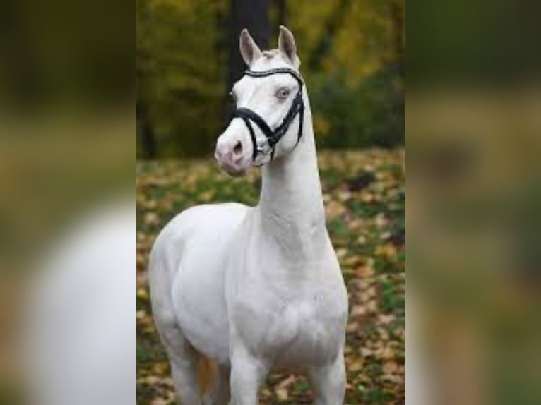 Belgisches Reitpony Hengst  Perlino in Anderlues