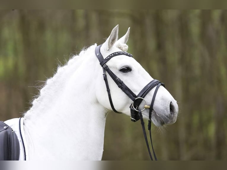 Belgisches Reitpony Hengst  Perlino in Anderlues