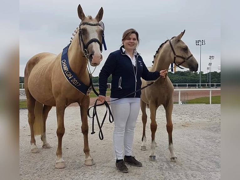 Belgisches Reitpony Hengst  Perlino in Anderlues