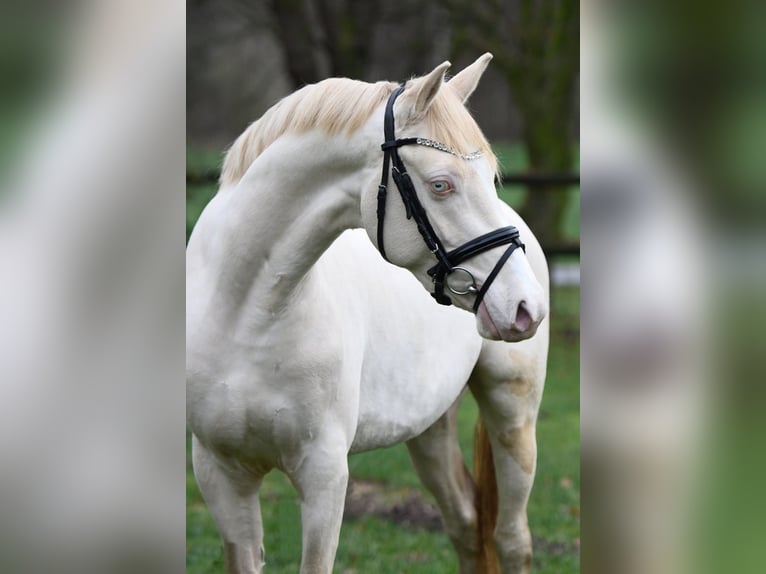Belgisches Reitpony Hengst  Perlino in Anderlues