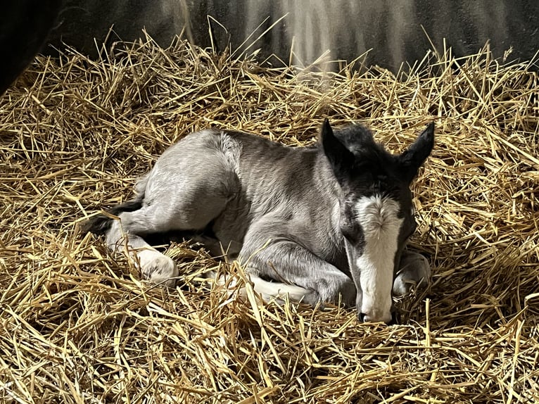 Belgisches Reitpony Hengst Fohlen (04/2026) Rappe in Kleve