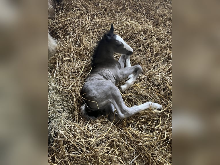 Belgisches Reitpony Hengst Fohlen (04/2026) Rappe in Kleve