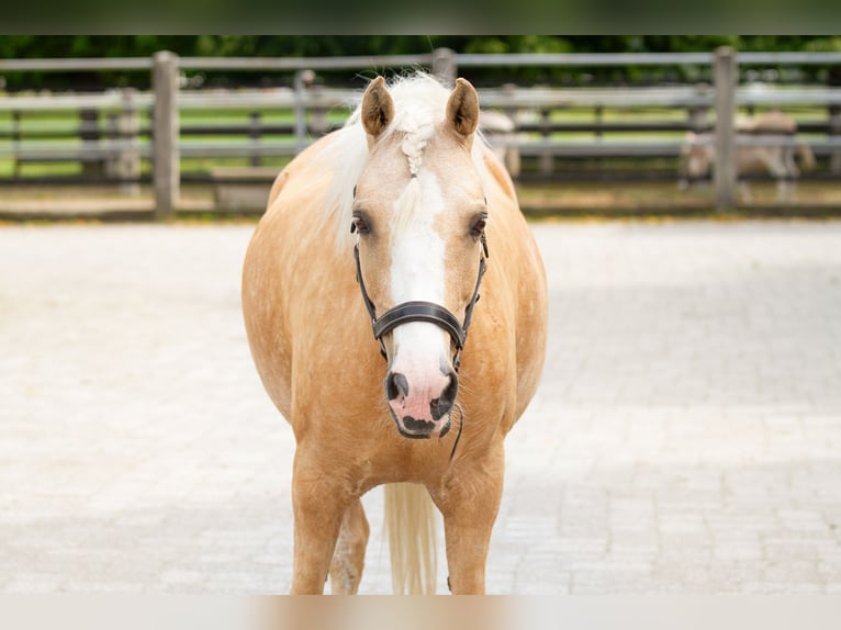 Belgisches Reitpony Stute 10 Jahre 134 cm Palomino in Reutte