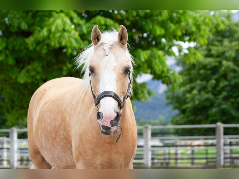 Belgisches Reitpony Stute 10 Jahre 134 cm Palomino in Reutte