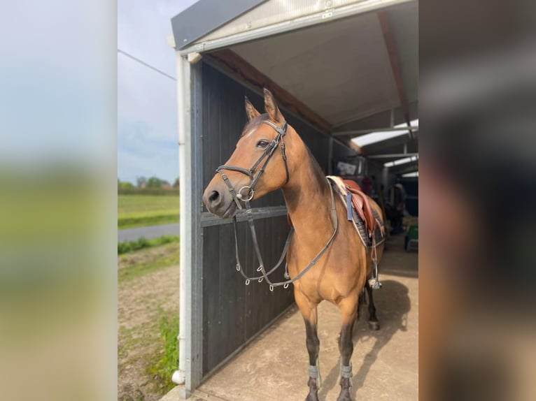 Belgisches Reitpony Stute 10 Jahre 146 cm Brauner in Berlaar