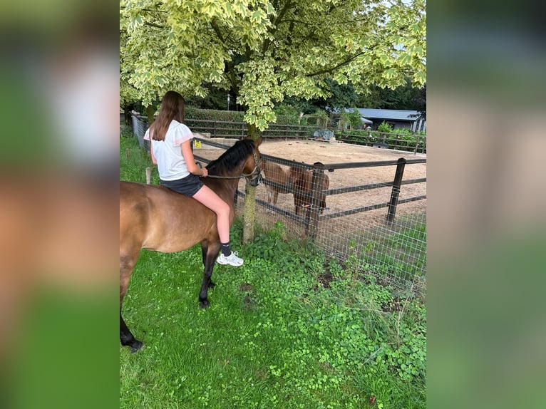 Belgisches Reitpony Stute 10 Jahre 146 cm Brauner in Berlaar