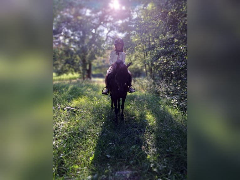 Belgisches Reitpony Mix Stute 11 Jahre 120 cm Rappe in Dessel