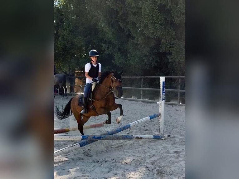 Belgisches Reitpony Stute 11 Jahre 133 cm Brauner in WallisellenWallisellen