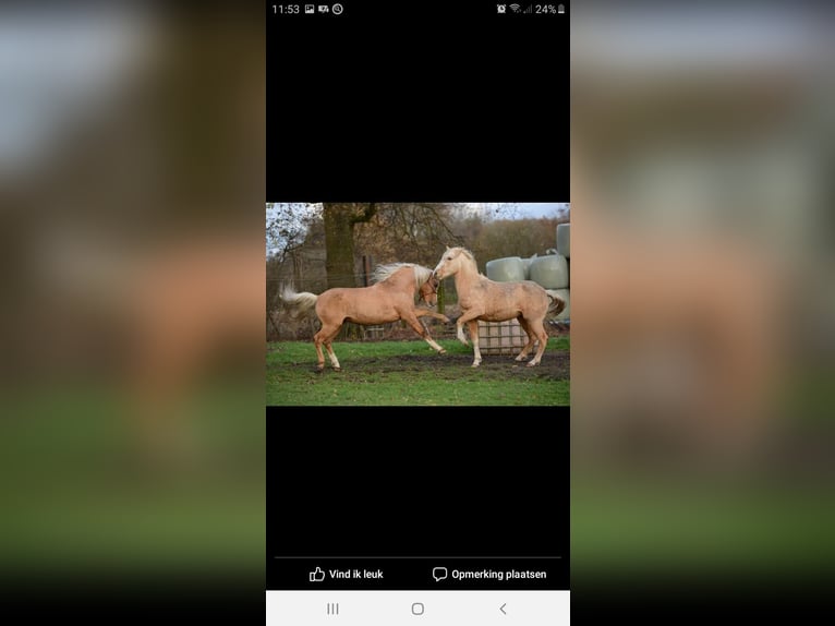 Belgisches Reitpony Stute 11 Jahre 144 cm Palomino in Annen