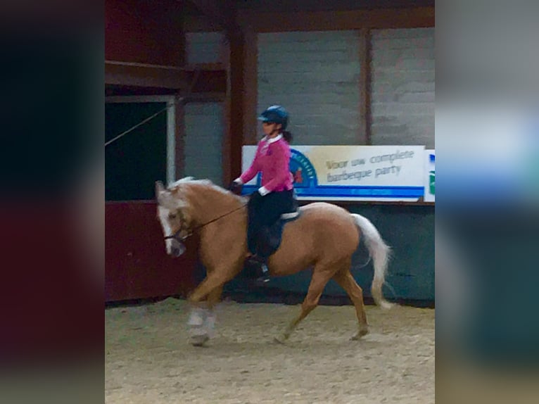 Belgisches Reitpony Stute 11 Jahre 144 cm Palomino in Annen