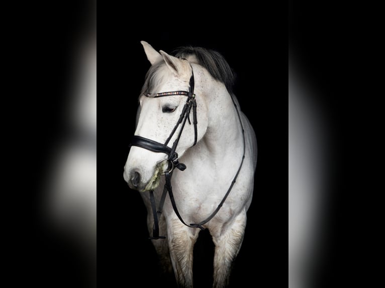 Belgisches Reitpony Stute 11 Jahre 148 cm Schimmel in Lovendegem