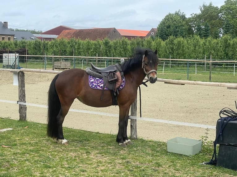 Belgisches Reitpony Stute 12 Jahre 116 cm  in GROTE-BROGEL