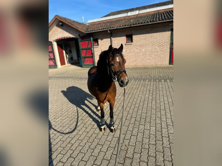 Belgisches Reitpony Stute 12 Jahre 116 cm  in GROTE-BROGEL
