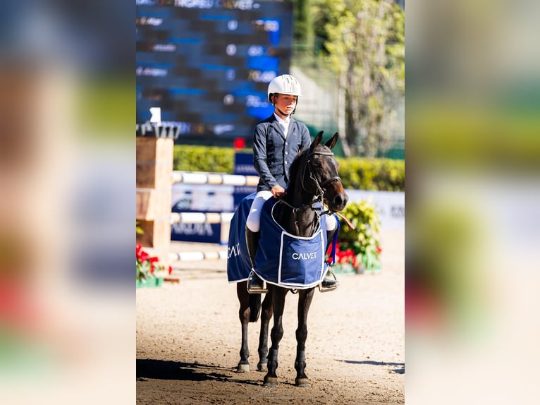 Belgisches Reitpony Stute 12 Jahre 130 cm Dunkelbrauner in Sant Fruitos De Bages