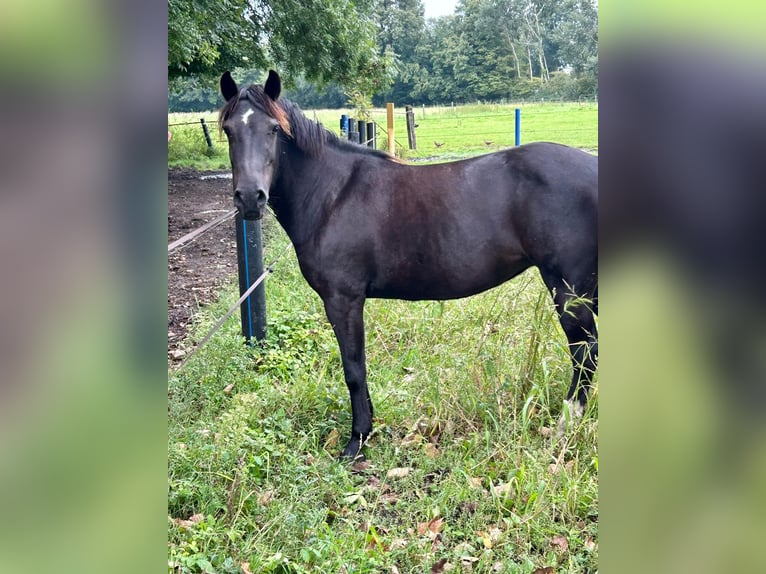 Belgisches Reitpony Stute 12 Jahre 135 cm Rappe in Ochtrup