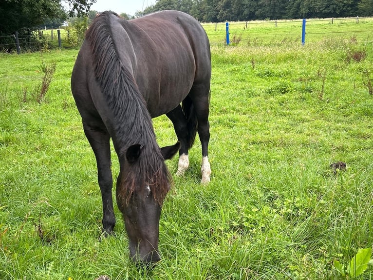 Belgisches Reitpony Stute 12 Jahre 135 cm Rappe in Ochtrup