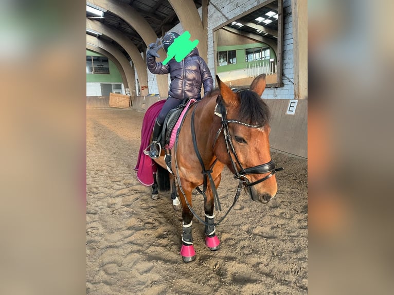 Belgisches Reitpony Stute 12 Jahre 146 cm Brauner in Essen
