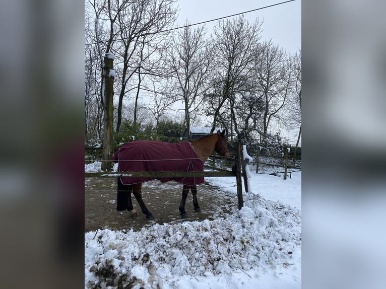 Belgisches Reitpony Stute 12 Jahre 146 cm Brauner in Essen
