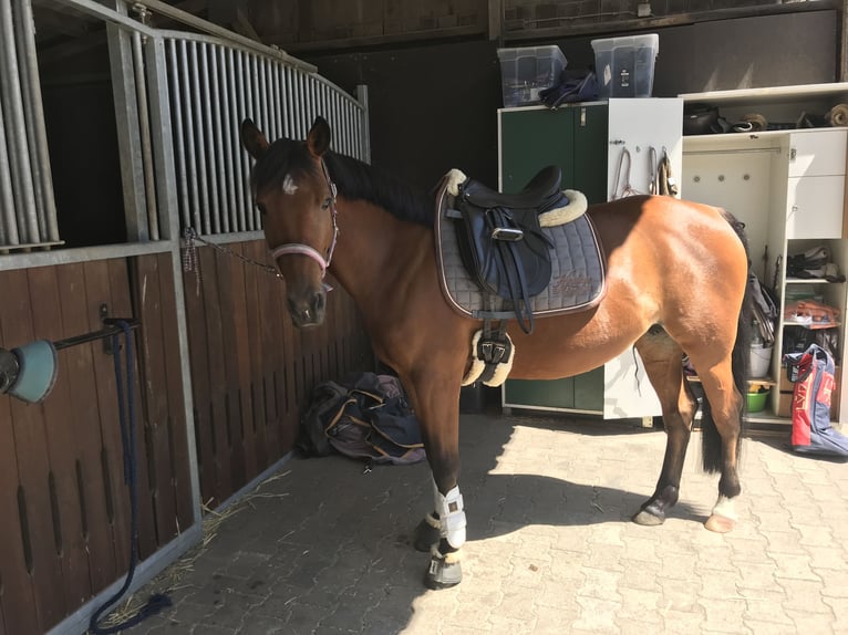 Belgisches Reitpony Stute 12 Jahre 146 cm Brauner in Essen