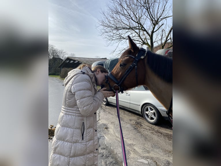 Belgisches Reitpony Stute 12 Jahre 146 cm Brauner in Essen