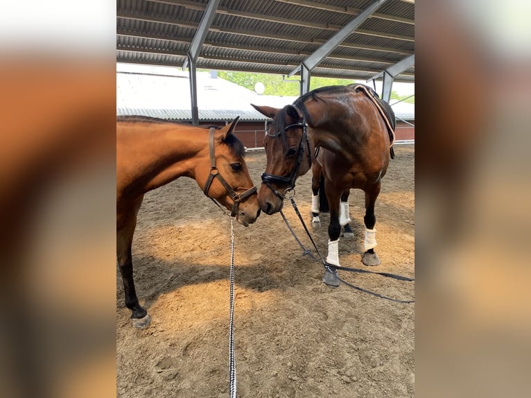 Belgisches Reitpony Stute 12 Jahre 146 cm Brauner in Essen
