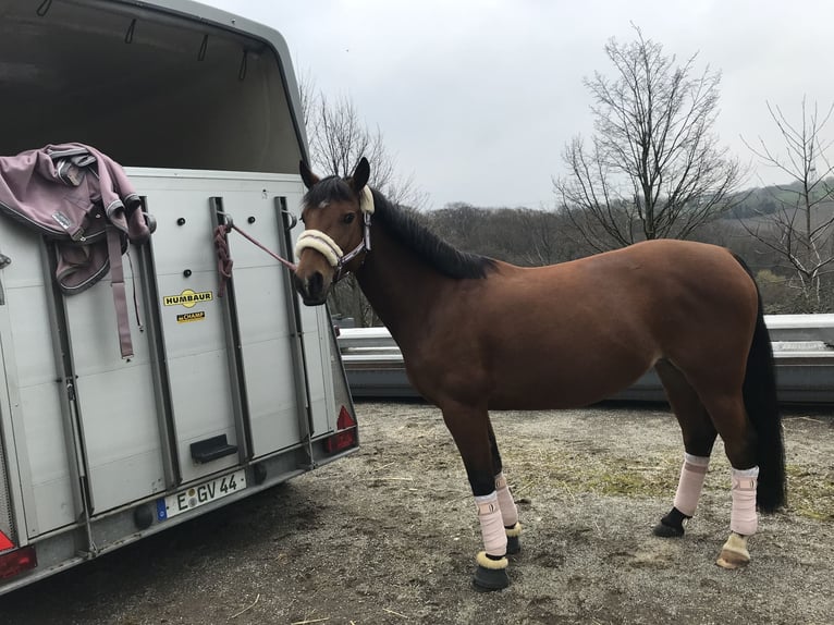 Belgisches Reitpony Stute 12 Jahre 146 cm Brauner in Essen