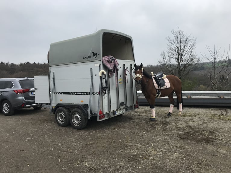 Belgisches Reitpony Stute 12 Jahre 146 cm Brauner in Essen