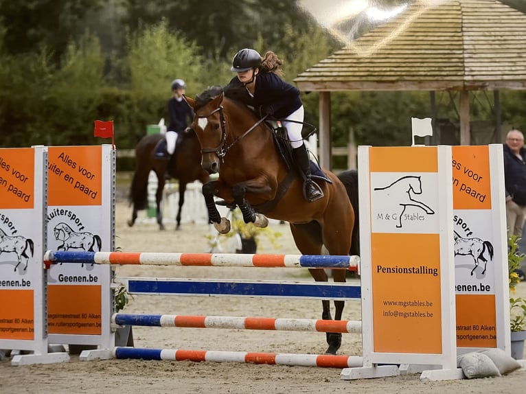 Belgisches Reitpony Stute 13 Jahre 148 cm Brauner in Hasselt