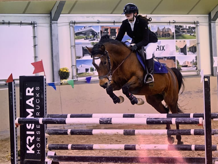 Belgisches Reitpony Stute 13 Jahre 148 cm Brauner in Hasselt