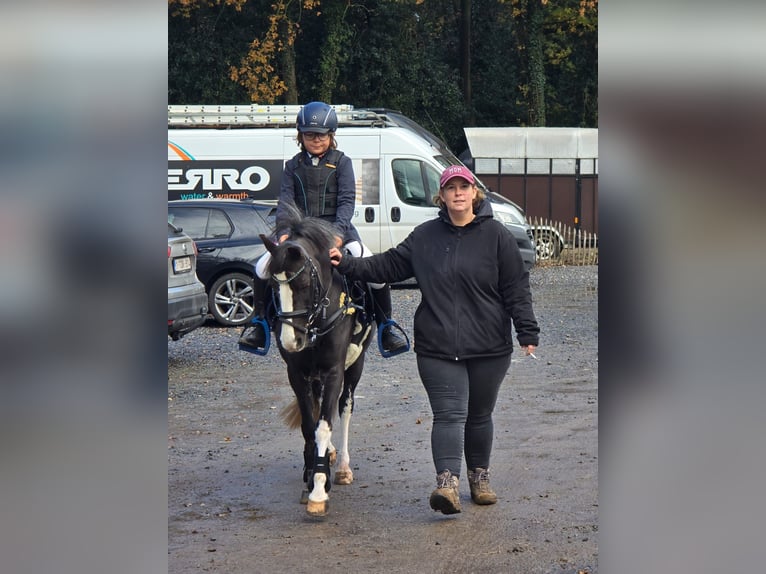 Belgisches Reitpony Stute 14 Jahre 126 cm Fuchs in Herk de stad