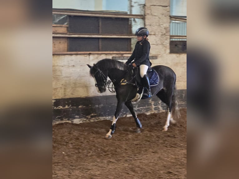 Belgisches Reitpony Stute 14 Jahre 126 cm Fuchs in Herk de stad