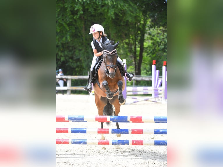 Belgisches Reitpony Stute 14 Jahre 138 cm Dunkelbrauner in Terenzano