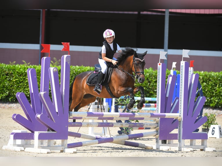 Belgisches Reitpony Stute 14 Jahre 138 cm Dunkelbrauner in Terenzano