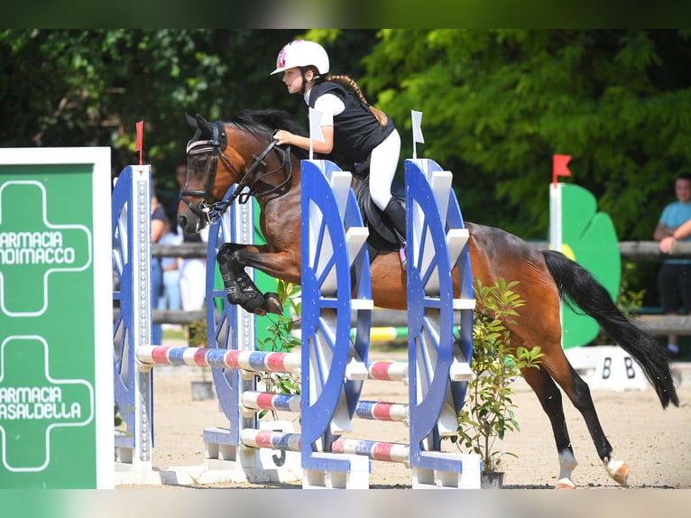 Belgisches Reitpony Stute 14 Jahre 138 cm Dunkelbrauner in Terenzano