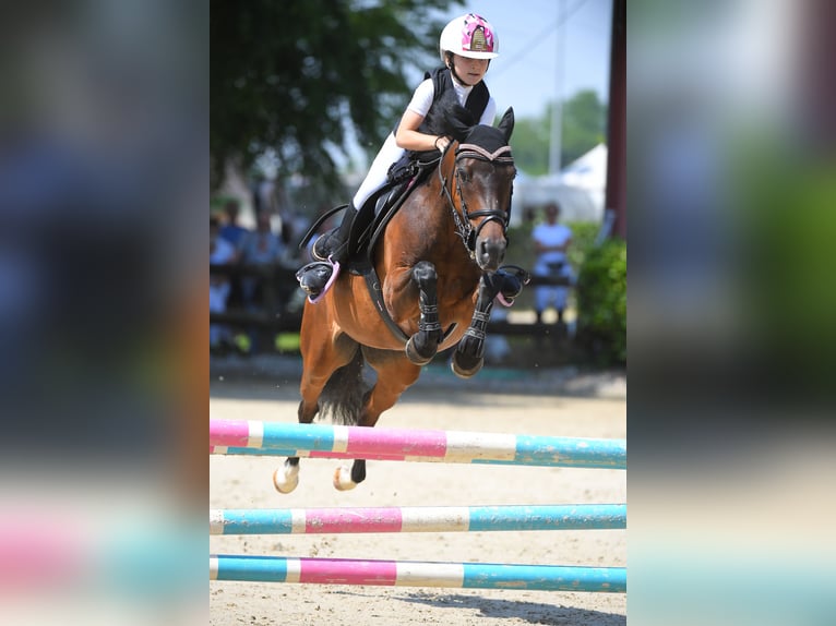 Belgisches Reitpony Stute 14 Jahre 138 cm Dunkelbrauner in Terenzano