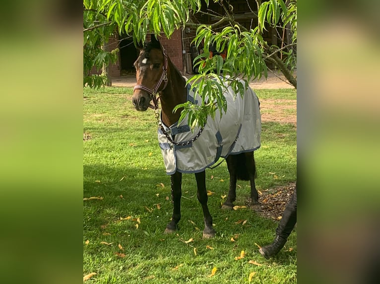 Belgisches Reitpony Stute 15 Jahre 125 cm Brauner in Voltlage