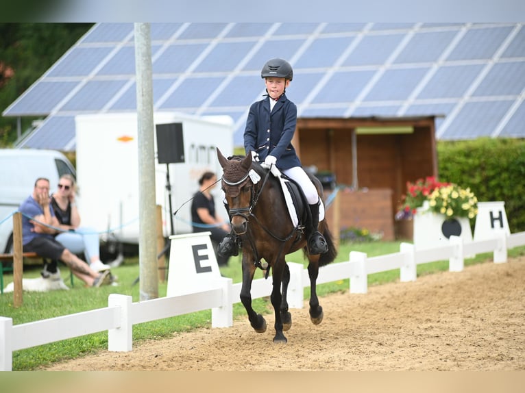 Belgisches Reitpony Stute 15 Jahre 125 cm Brauner in Voltlage