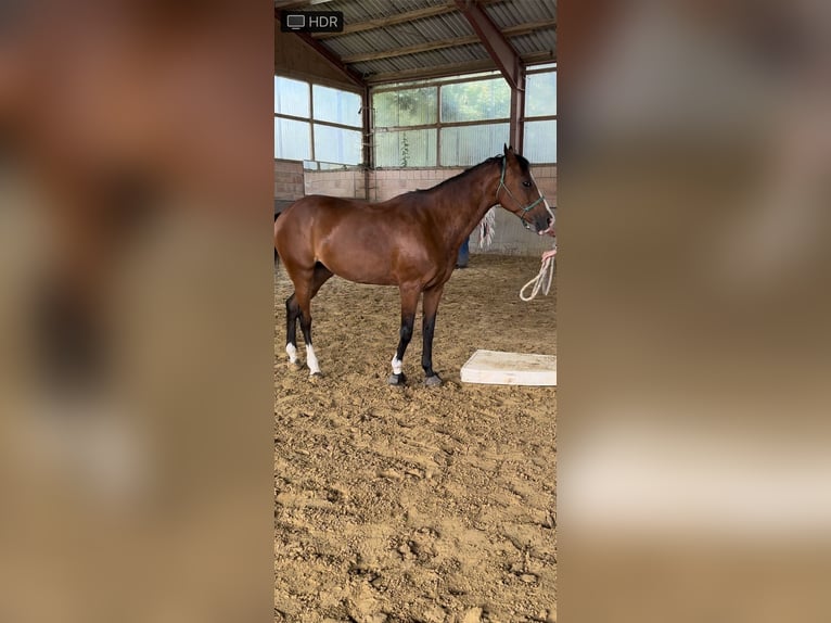 Belgisches Reitpony Stute 15 Jahre 146 cm Brauner in Paderborn