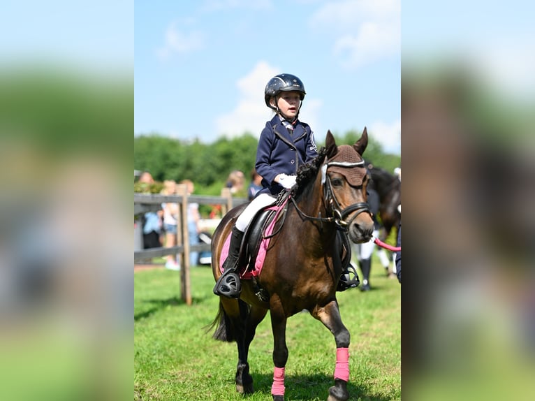 Belgisches Reitpony Stute 16 Jahre 125 cm Brauner in Voltlage
