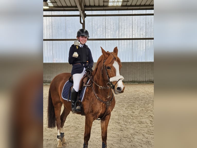 Belgisches Reitpony Stute 16 Jahre 146 cm Fuchs in Nokere