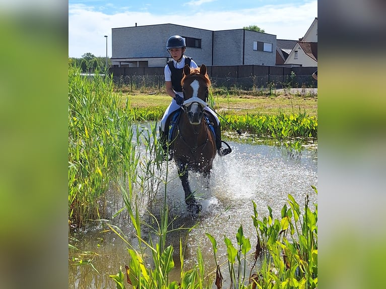 Belgisches Reitpony Stute 16 Jahre 146 cm Fuchs in Nokere