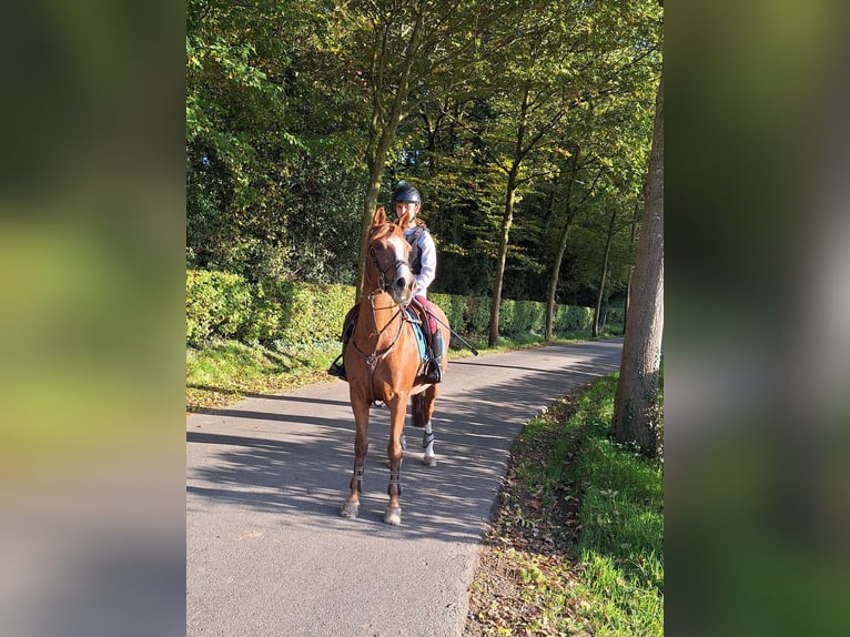 Belgisches Reitpony Stute 16 Jahre 146 cm Fuchs in Nokere