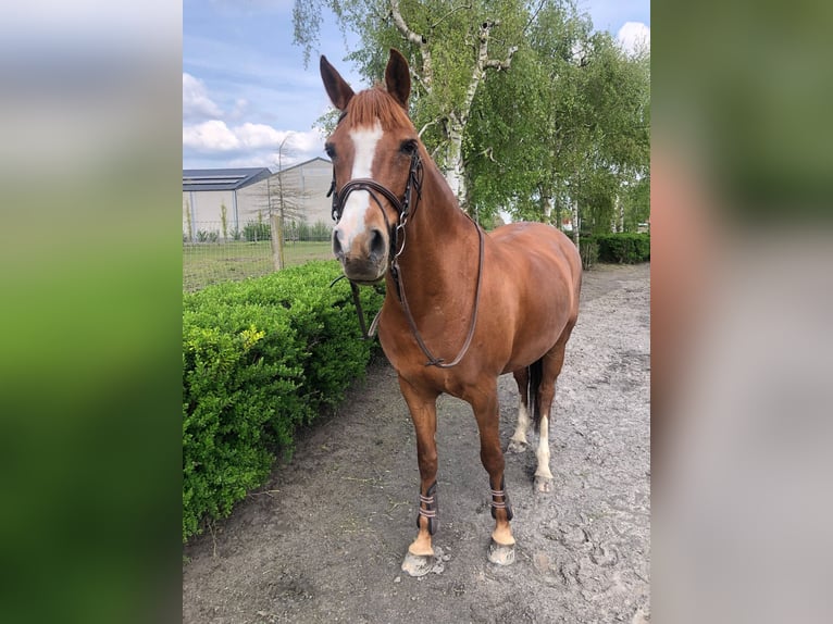 Belgisches Reitpony Stute 16 Jahre 146 cm Fuchs in Nokere
