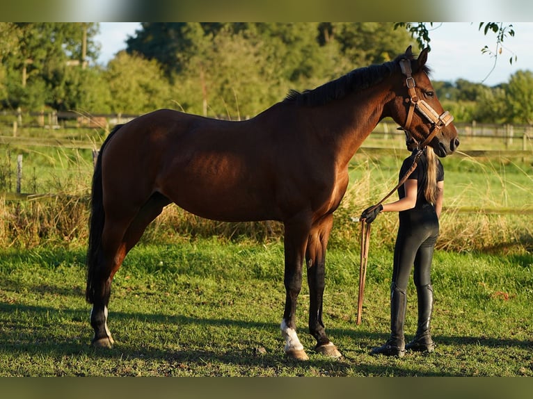 Belgisches Reitpony Mix Stute 16 Jahre 151 cm Fuchs in Hamminkeln