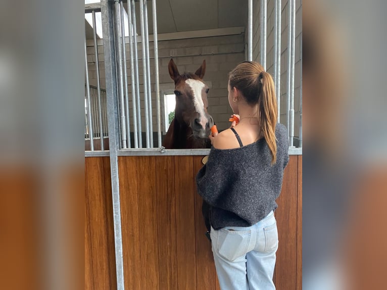 Belgisches Reitpony Stute 18 Jahre  in Diepenbeek