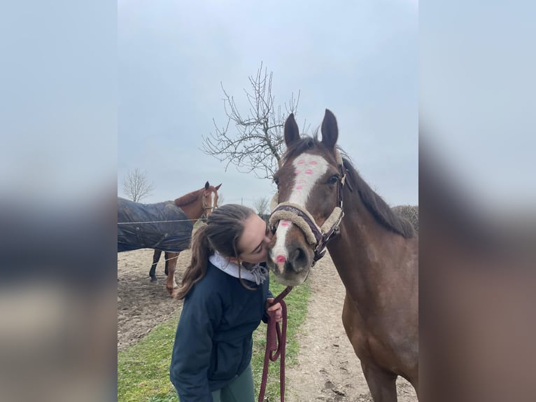 Belgisches Reitpony Stute 18 Jahre  in Diepenbeek