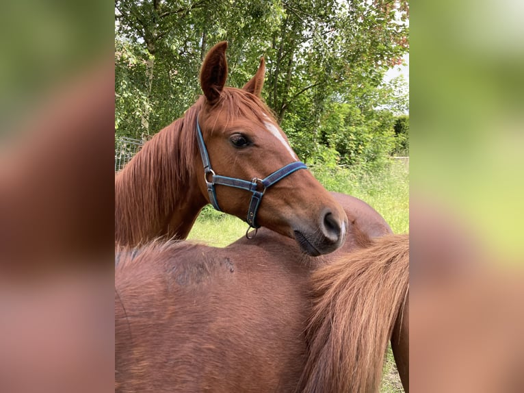 Belgisches Reitpony Stute 1 Jahr Fuchs in Alken