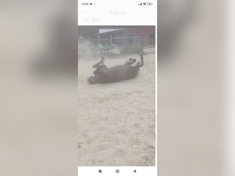 Belgisches Reitpony Stute 1 Jahr Schwarzbrauner in H&#xFC;ckelhoven