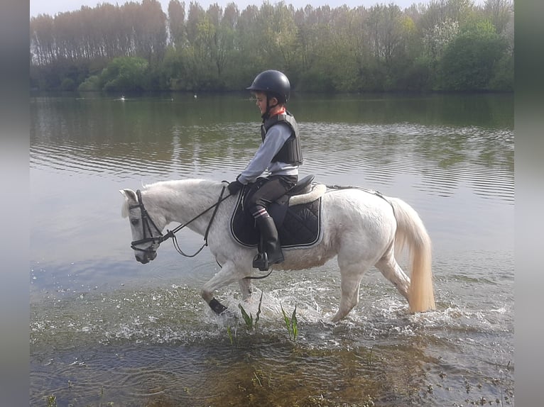 Belgisches Reitpony Stute 23 Jahre 128 cm Schimmel in Berg
